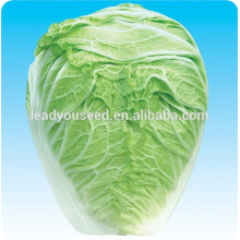 MCC04 Dabai super big chinese cabbage seeds f1 hybrid for cultivation